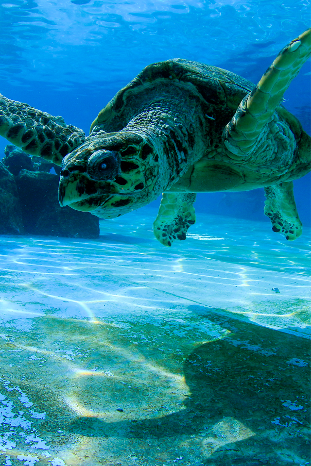 turtle