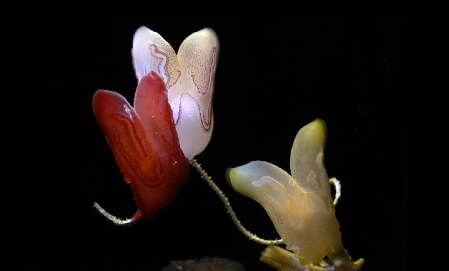 深海の珍種「コトクラゲ」展示