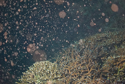 オープン以来1７年連続！「サンゴの海」水槽で 6月12日「サンゴの放卵放精」確認！の画像