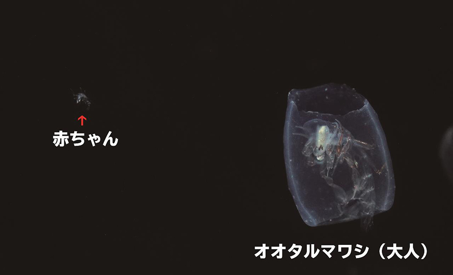 当館初展示!!深海のエイリアン「オオタルマワシ」の赤ちゃん誕生の画像