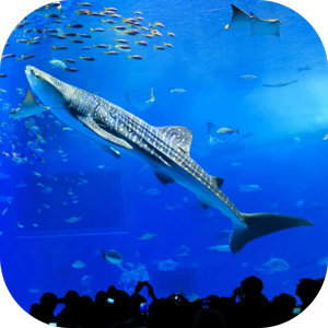 沖縄美ら海水族館がすぐ側に！「美ら海アプリ」登場！の画像