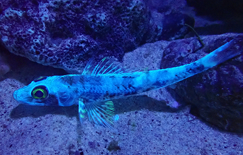 ～紫外光照射により蛍光色を発する深海魚～「エソダマシ」を展示！の画像