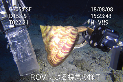 稀少!! 美しく大きな深海の巻貝 「リュウグウオキナエビス」展示