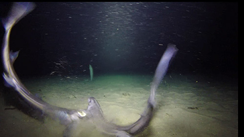世界初！水深500ｍの海底で発光するサメの撮影に成功の画像