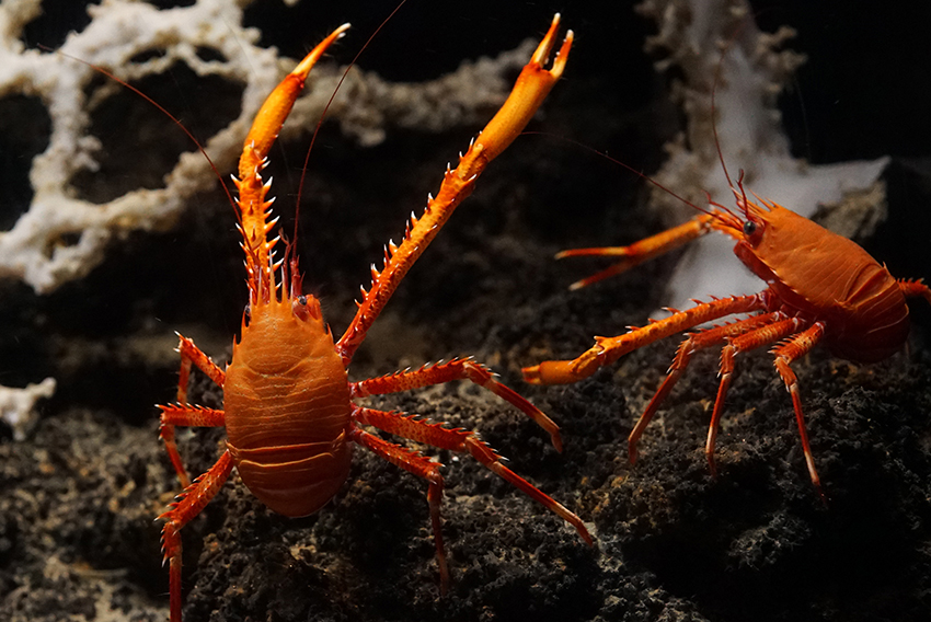 新種発見！　世界初「シマツノコシオリエビ」の展示を開始の画像