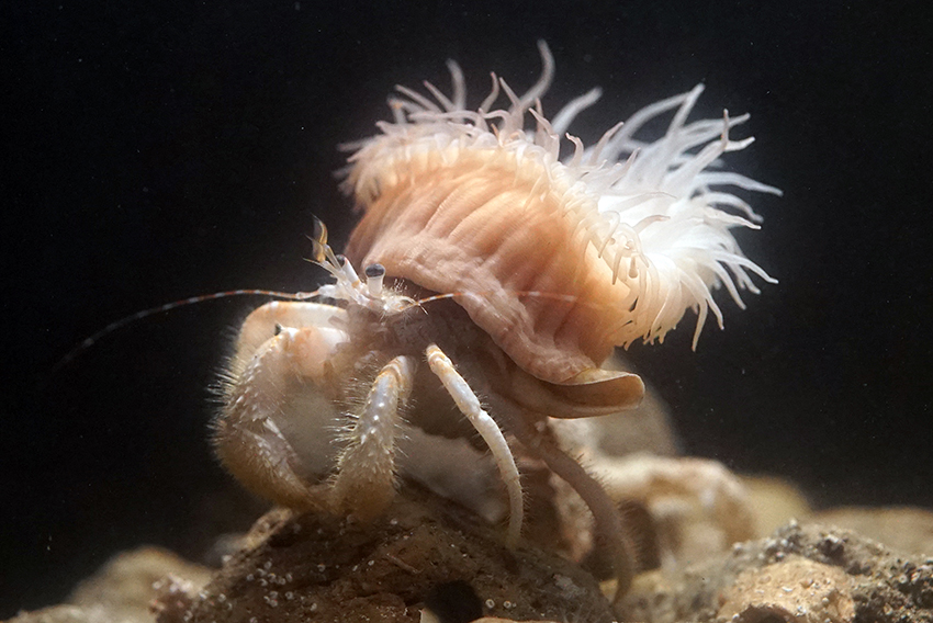 日本初記録の「ウスイロニセホンヤドカリ」を発見！　国内初展示を開始の画像