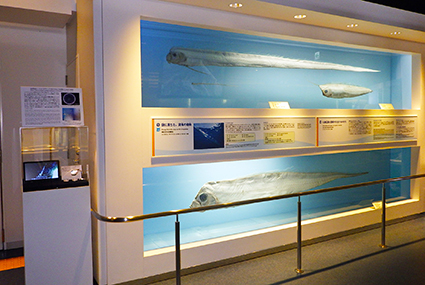 世界初！幻の深海魚「リュウグウノツカイ」の仔魚標本が登場！の画像