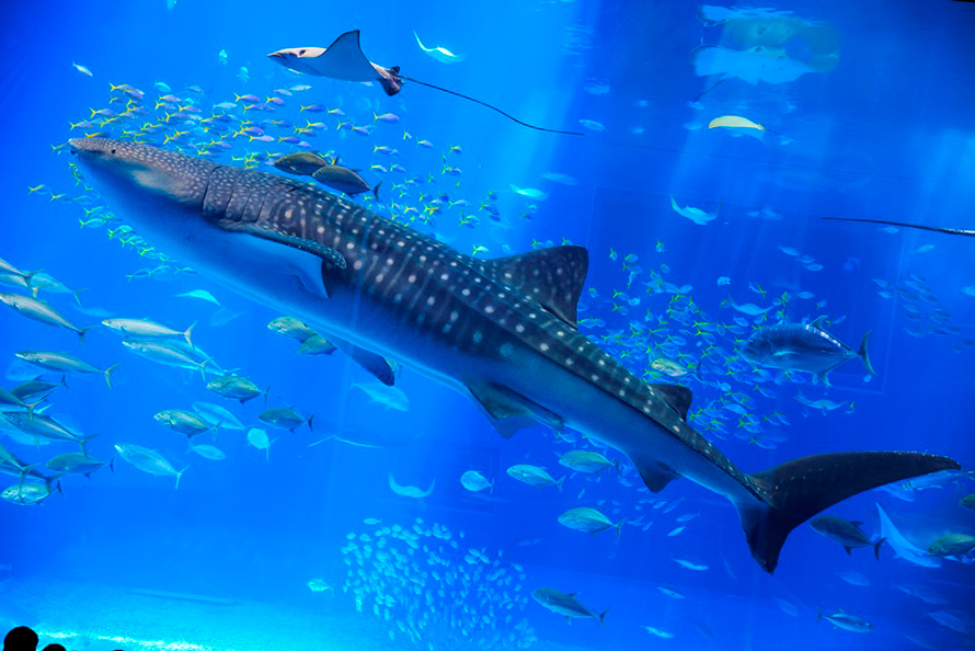世界一！！沖縄美ら海水族館のジンベエザメ ‘ジンタ’ 　長期飼育記録を更新！の画像