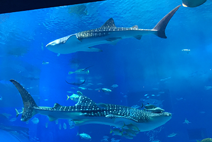 世界一！！沖縄美ら海水族館のジンベエザメ‘ジンタ’長期飼育記録を更新！