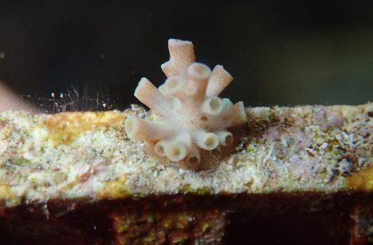 サンゴの卵と幼生観察会