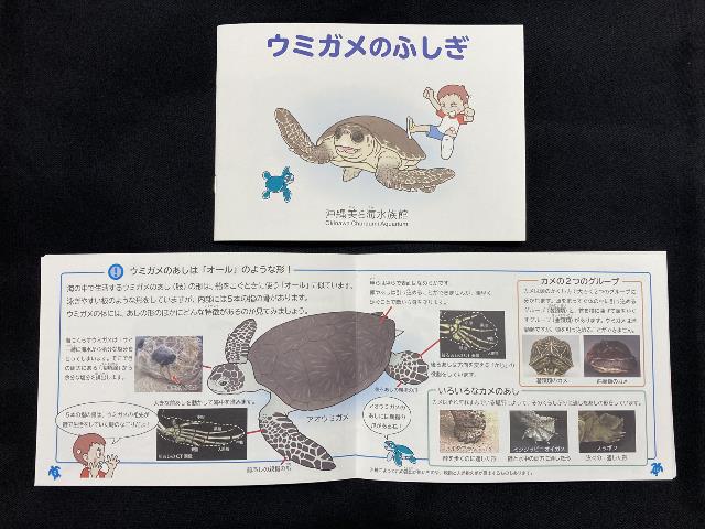 沖縄美ら海水族館オリジナル「うみがめのふしぎ」を発売！