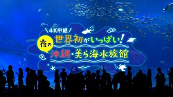 2022年12月16日にNHK BS4K「世界初がいっぱい！夜の沖縄・美ら海水族館」で生放送されましたの画像