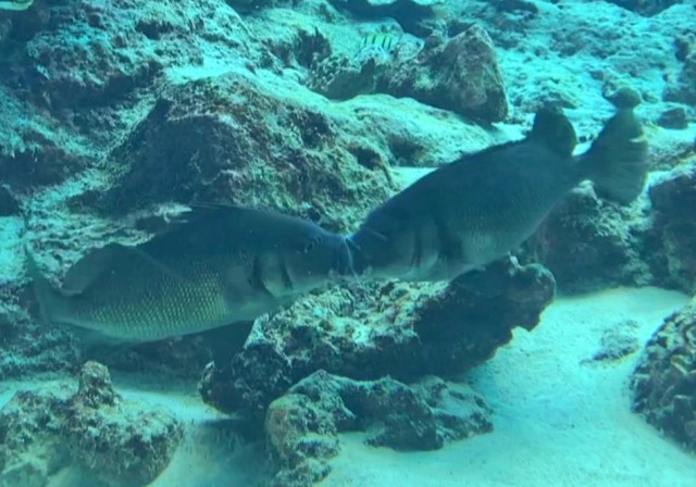 オス同士による口合わせ行動