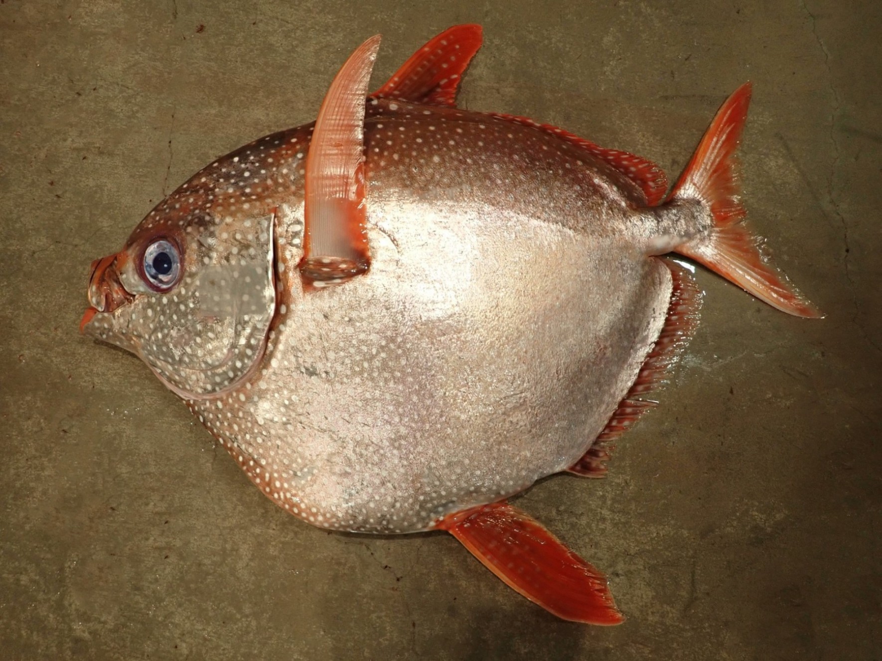 水揚げされたアカマンボウの成魚
