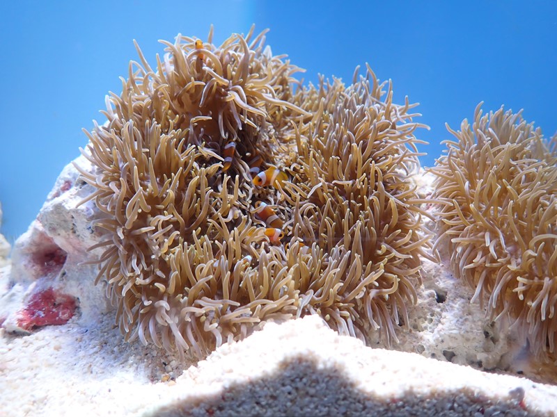 ～ カクレクマノミの宿 ～ 世界初！「ハタゴイソギンチャク」の繁殖に成功！の画像