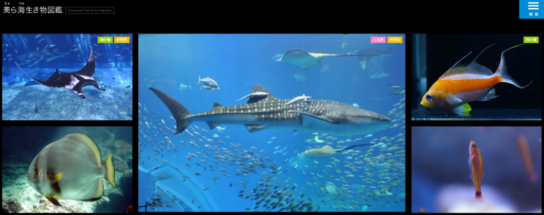「美ら海生き物図鑑」