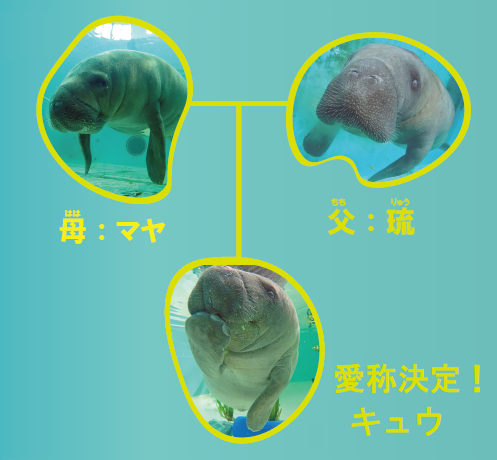 マナティーの赤ちゃん愛称