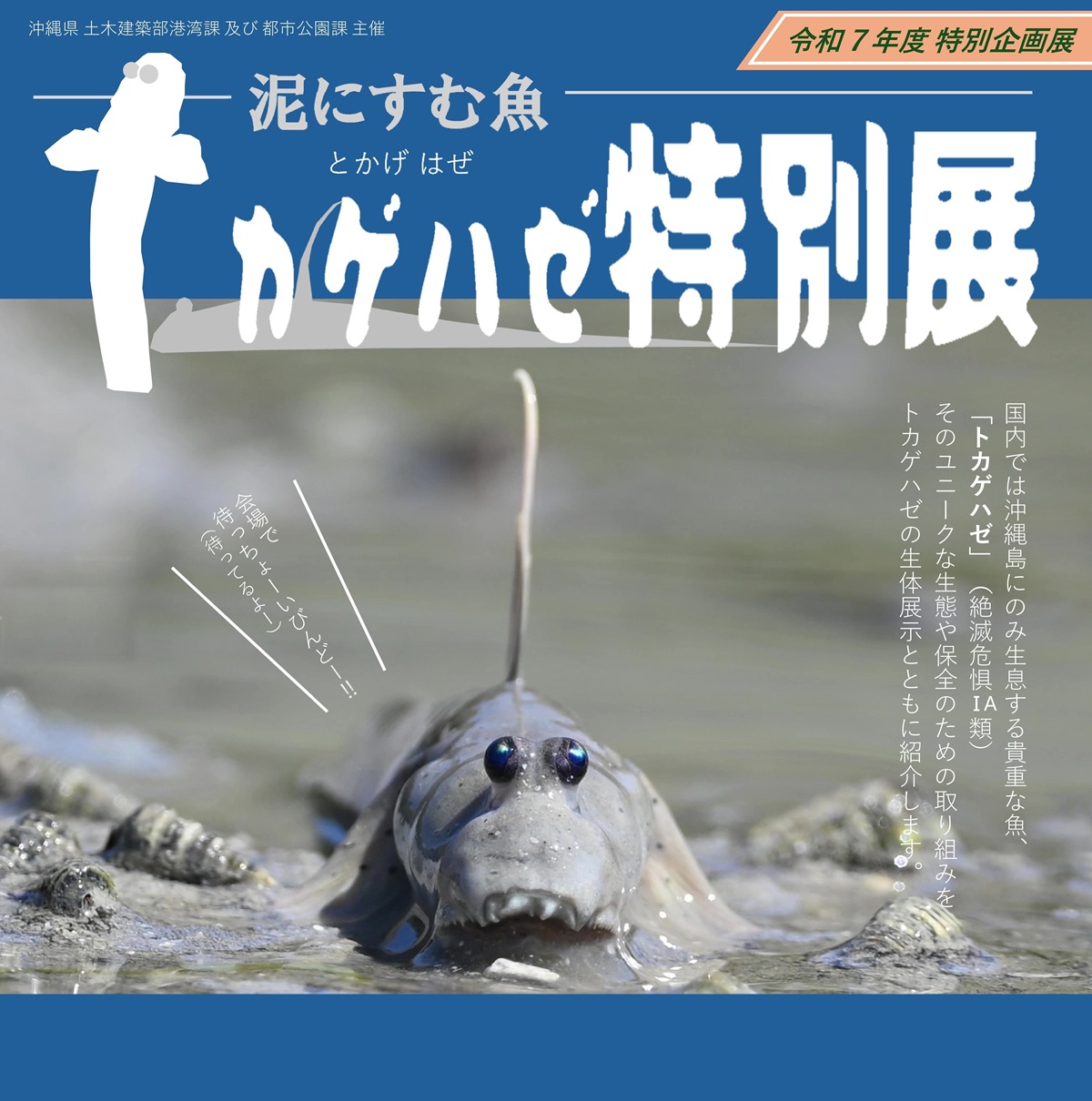 10/8より「トカゲハゼ特別展」を開催！期間限定で泥干潟水槽も登場！の画像