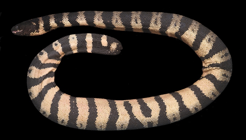 日本初記録！全長1.7mの巨大ウミヘビ！!「ヨウリンウミヘビ」の標本を展示の画像