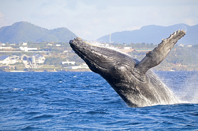 「クジラの見える水族館」でザトウクジラ関連イベント開催！の画像