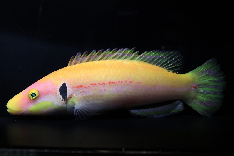 トロピカルカラーの深海魚！「ズナガアカボウ」の世界初展示！の画像